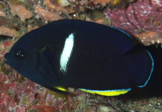 �A�u�����b�R