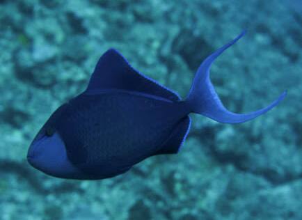 �A�J�����K��