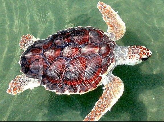 �A�J�E�~�K��