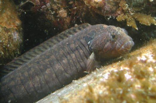 �_�C�i���M���|