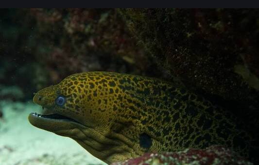 �h�N�E�c�{