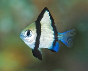 フタスジリュウキュウスズメダイ