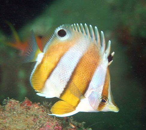 �Q�����N�_�C