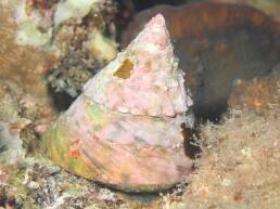 �M���^�J�n�}