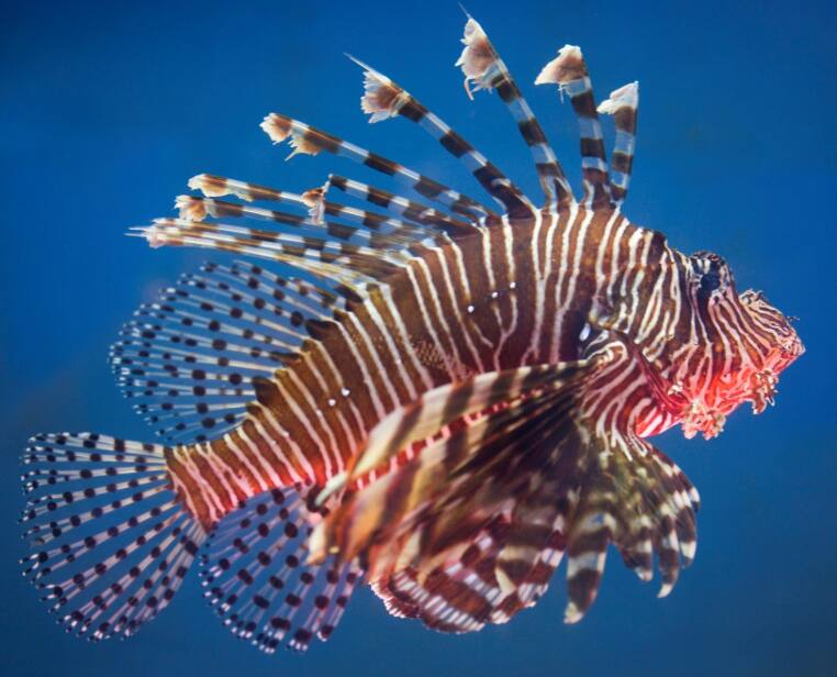 ハナミノカサゴ