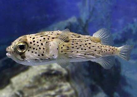 �n���Z���{��