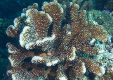 ヘラジカハナヤサイサンゴ