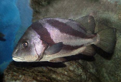 �q�Q�\���_�C