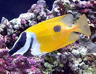 �c���x��