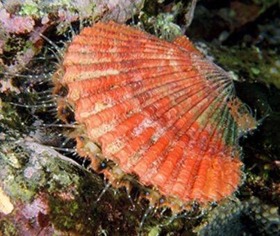 �q�I�E�M�K�C