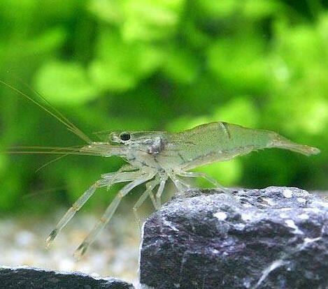 �q���e�e�i�K�G�r