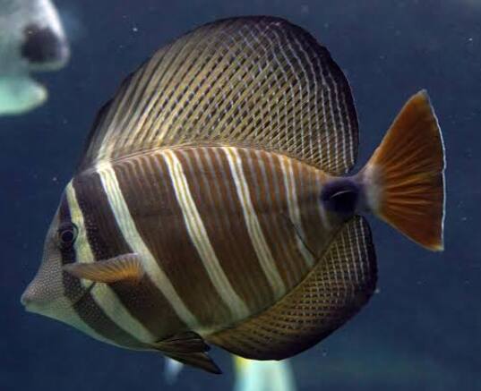 �q���i�K�n�M