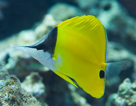 �t�G���b�R�_�C