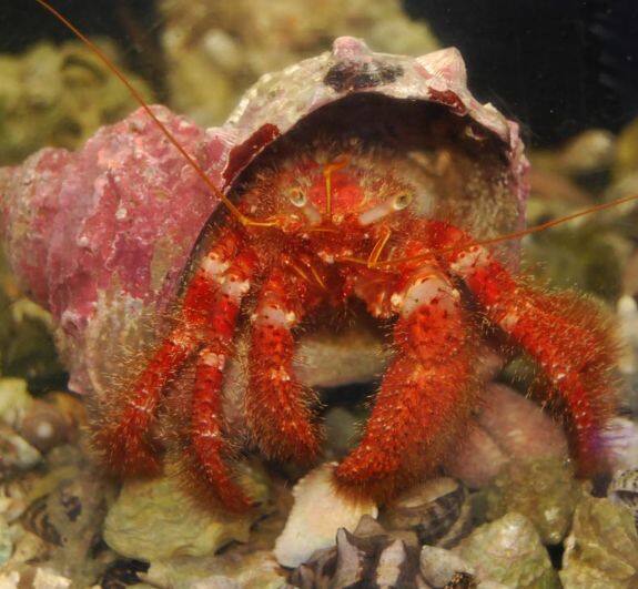 �C�V�_�^�~���h�J��