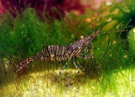 �C�\�X�W�G�r