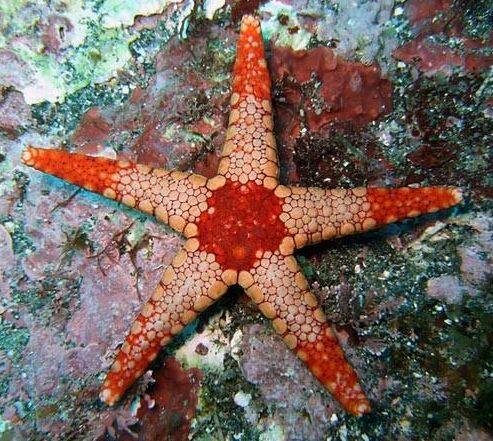 �W���Y�x���q�g�f