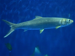 �J���C���V