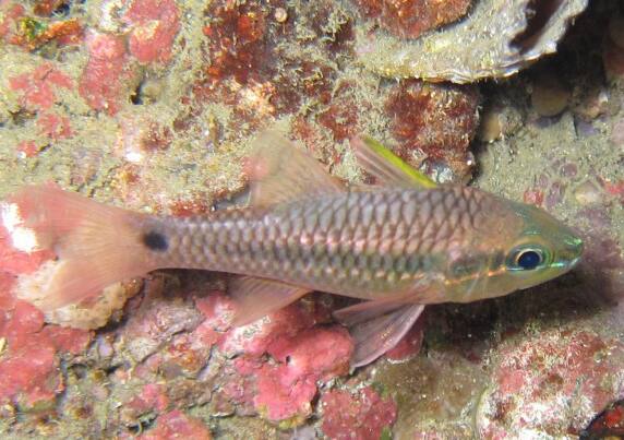 �J�X���C�V���`