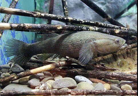 �J���A�i�S