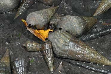 �L�o�E�~�j�i