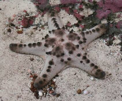 �R�u�q�g�f