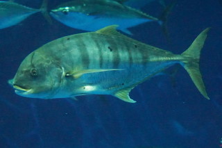 �R�K�l�V�}�A�W