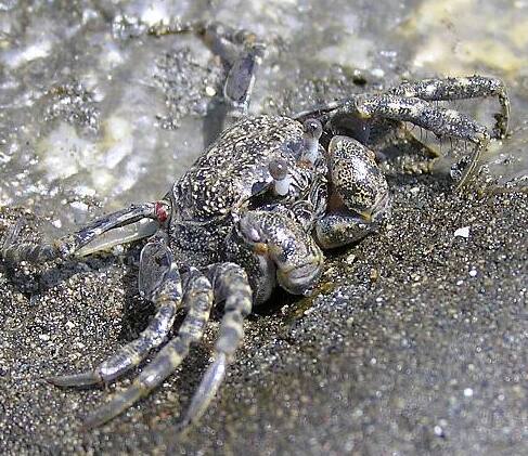 �R���c�L�K�j