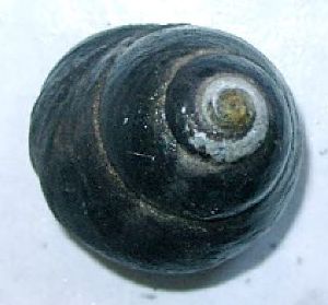 �N�}�m�R�K�C