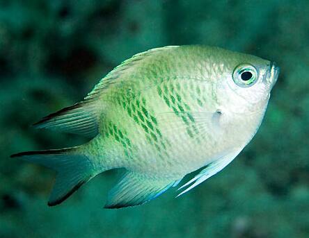 �N���I�J�X�Y���_�C