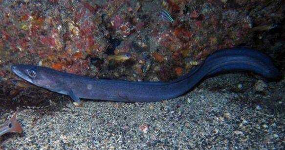 �N���A�i�S