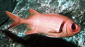 クロオビマツカサ