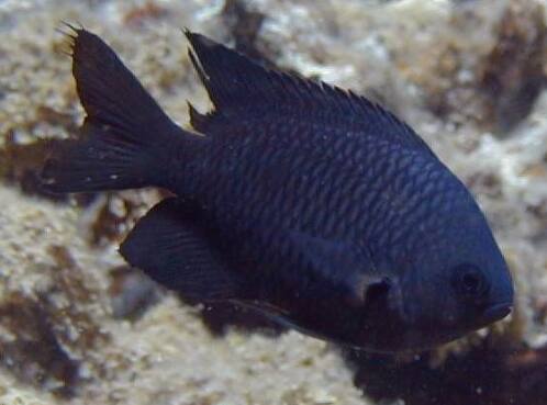 �N���X�Y���_�C