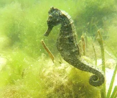 �N���E�~�E�}