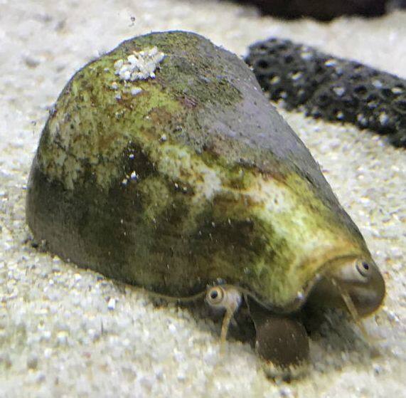 �}�K�L�K�C