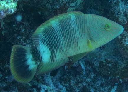 �~�c�o���`�m�E�I