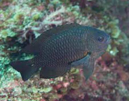 Ŷ޻������޲