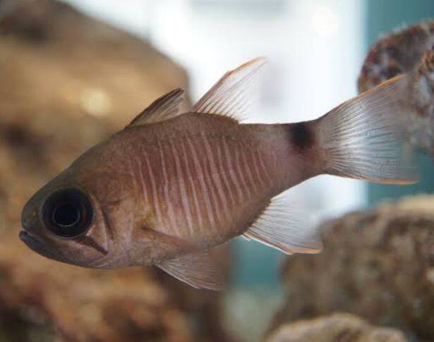 �i�~�_�e���W�N�_�C