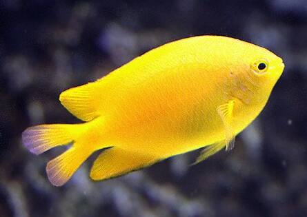 �l�b�^�C�X�Y���_�C