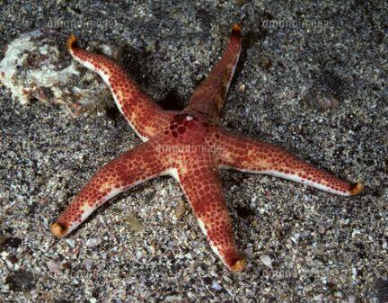 �j�Z�A�J�q�g�f