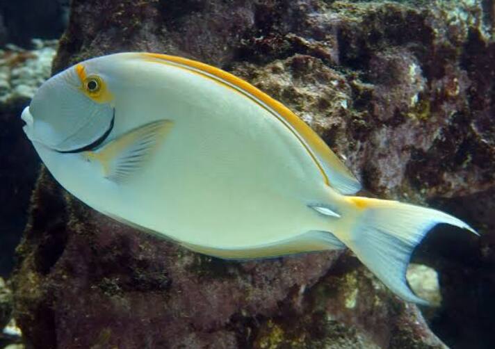 ニセカンランハギ