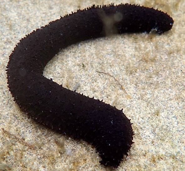 �j�Z�N���i�}�R