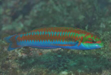 �j�V�L�x��