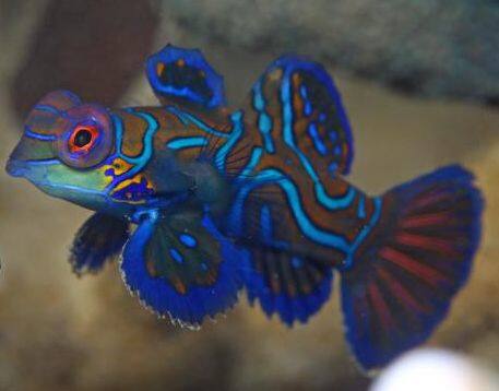 �j�V�L�e�O��