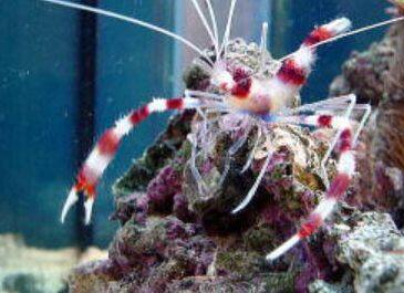 �I�g�q���G�r