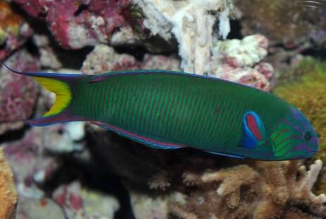 �I�g���x��