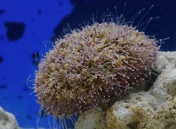 ���b�p�E�j