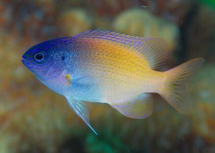 �N���X�Y���_�C