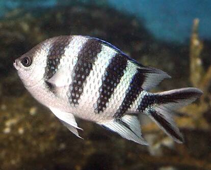 ���N�Z���X�Y���_�C