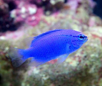 �����X�Y���_�C