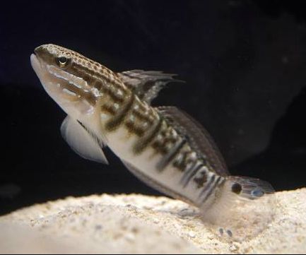 �T���T�n�[